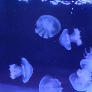 赤月水母活体宠物活物火箭小水母海蜇苗不发光水母非淡水观赏鱼