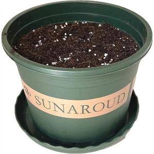 花盆加营养土带土树脂加仑盆和泥土塑料种球绿植花卉月季多肉专用