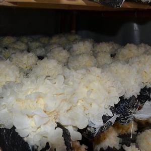 银耳菌丝菌包四季雪耳蘑菇食用菌蘑菇菌棒盆栽阳台家庭蘑菇种植包