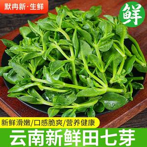 【现货】新鲜田七芽500g 云南特产新鲜田七叶菜当季农家蔬菜野菜