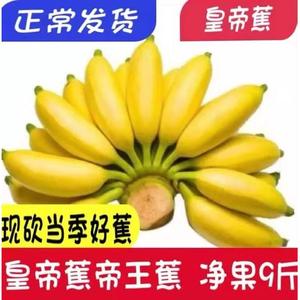 云南皇帝蕉香蕉banana帝王焦小米蕉9斤新鲜水果10自然熟整箱5