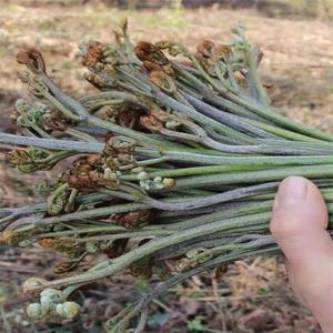 贵州新鲜生甜蕨菜龙爪菜山菜蔬菜现摘现发食用折耳根500g
