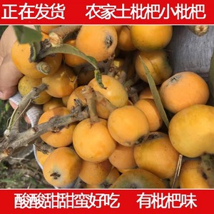 【一份3斤】土枇杷农家天然自种新鲜水果时令当季现摘非大果