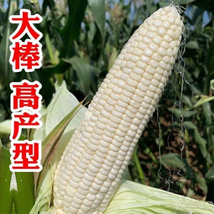 高产四季播白玉米甜糯加糯粘玉米籽甜糯玉米种子非转基因农家庭园