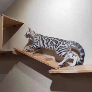 纯种美短加白起司猫孟加拉豹猫活体短毛玩具虎猫猫血统虎斑豹纹猫