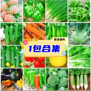 1包合集  蔬菜种子四季盆栽阳台室内外农家番茄苏州青生菜葱香菜
