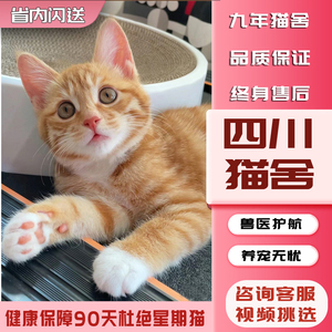 【四川猫舍】橘猫幼崽中华田园猫狸花猫纯黑猫白猫奶牛猫小三花可