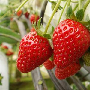 丹东草莓苗种子种籽白色牛奶油99大日本进口巧克力红颜淡雪九