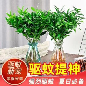 竹柏盆栽植物驱蚊富贵竹水培水养室内绿植四季常青竹花卉客厅好养