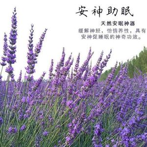 薰衣草花沫新疆伊犁薰衣草干花沫子真花枕头填充安神助眠除味