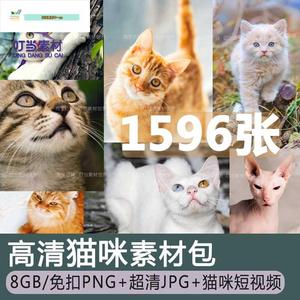 高清图库4K可爱小猫咪动物宠物图片PNG免扣杂志画册海报设计素材