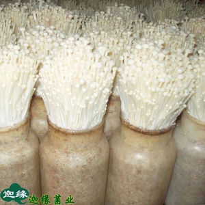 爆款疯长金针菇菌种菌丝家庭土壤种植蘑菇菌包食用菌棒蘑菌种家种