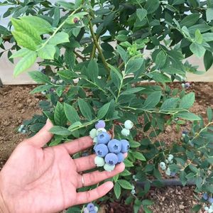 蓝莓树果苗盆栽地栽带花带果特大南方北方种植阳台当年结果蓝莓苗