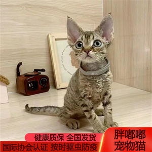 德文卷毛猫短毛柯尼斯猫不掉毛猫棕虎斑蓝虎斑纯血统活体宠物猫舍