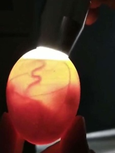 照蛋器专用手电强光冷光全自动照蛋灯检查鸡鸭鹅鸟蛋
