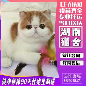 【湖南猫舍】加菲猫纯种幼崽曼基康矮脚猫短腿小猫咪宠物活的小奶