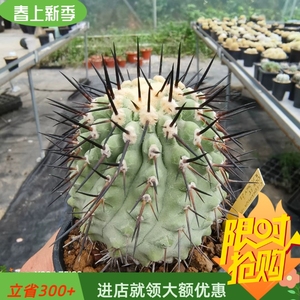 大黑士冠稀有品种仙人球植物一物一拍多肉植物盆栽潮流植物4/14