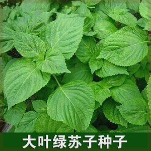 大叶绿苏子叶种籽白苏日本食用紫苏种子四季阳台盆栽蔬菜种孑大全