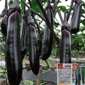 墨玉长茄种子高产黑贵人茄子种子紫黑色线茄农家田园盆栽蔬菜种子
