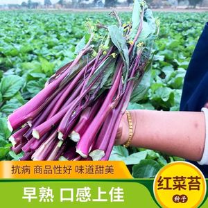 【红菜苔种子】正宗红菜心紫红超长油菜苔籽四季种高产蔬菜种子