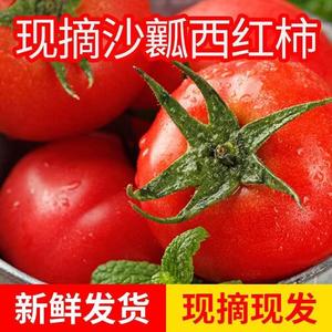 现货现摘攀枝花米易番茄沙瓤西红柿新鲜蔬菜普罗旺斯大果5斤