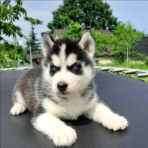 哈士奇幼犬纯种活体阿拉斯加犬雪橇犬二哈幼犬活物大型犬宠物狗狗