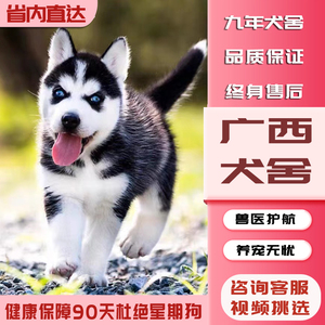 【广西犬舍】纯种哈士奇幼犬三把火蓝眼小中型二哈犬宠物狗