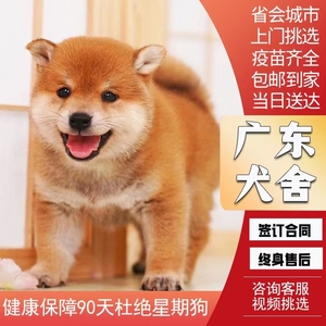 【广东犬舍】日本柴犬幼犬纯种赤黑柴豆柴双血统宠物狗狗活体