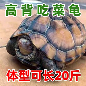 陆地巨型草龟吃菜龟活物特大乌龟宠物小乌龟苗大型罕见龟长寿大只