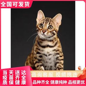 孟加拉豹猫活体幼猫纯种宠物猫幼崽玩具虎银豹雪豹纹猫短毛猫咪