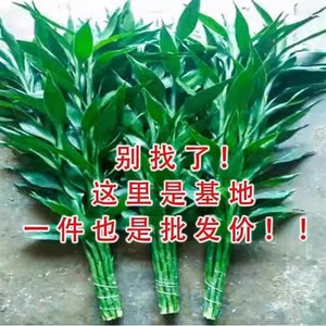 富贵竹花水养客厅水培植物粗枝转运竹绿植盆栽室内净化空气鲜花瓶