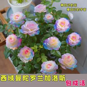 【稀有品种】浓香型四季开花高贵玫瑰花苗盆栽花卉室内外观花月季