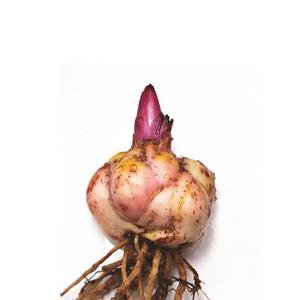 花香门第荷兰进口香水百合花种球伊莎贝拉百合种球 带芽发货对版