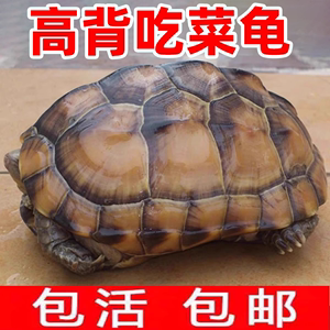 陆地巨型草龟吃菜龟活物特大乌龟小乌龟龟苗宠物大型罕见亚洲名贵