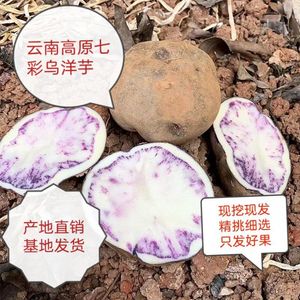 贵州乌洋芋紫心土豆乌洋芋老品种紫皮乌洋芋种现挖现发种子