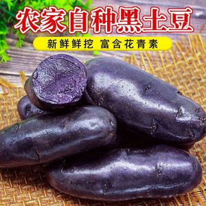 当季新鲜黑金刚土豆种植种子土豆种子紫土豆洋芋非紫薯包邮