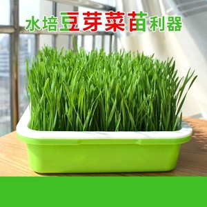 芽菜种植盘水培蔬菜种植容器室内种菜专用家用种菜架子阳台多层