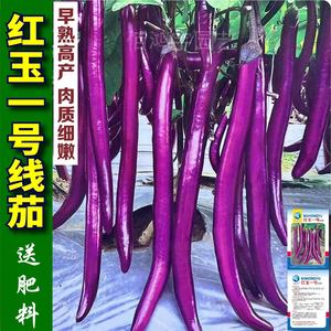 红玉一号长茄子种子高产早熟耐寒紫红长茄种子线茄蔬菜种子茄子种