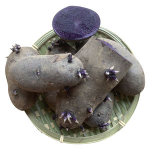 黑土豆种子原种脱毒催熟洋芋马铃薯5斤黑金刚黑美人种薯蔬菜紫皮