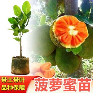 新品种红肉菠萝蜜果树苗印尼红肉12号菠萝蜜庭院树苗当年结果树苗