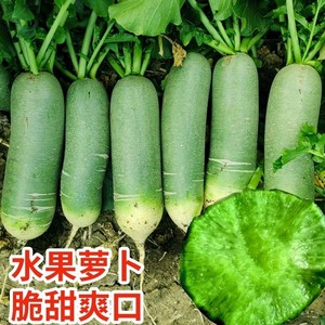 正宗水果萝卜山东潍坊特产甜脆青萝卜生吃即食沙窝萝卜新鲜蔬菜10