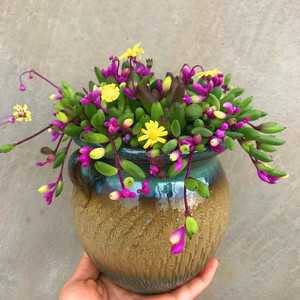 吊花植物【彩色紫玄月大盆】即将开花可吊兰装饰圆叶室内桌面花卉