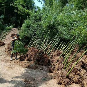 雷竹苗雷公竹室内长青苗庭院花竹竹子四季翠绿阳台竹苗出笋竹苗