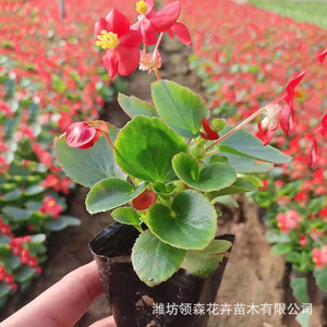 四季海棠青州基地园林绿化工程苗木海棠盆栽花海景观海棠花卉