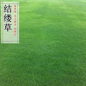 进口日本结缕草种子草坪草籽四季长青矮生耐践踏庭院足球场草种子