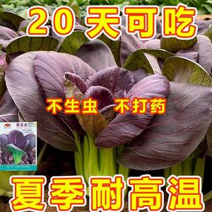 超耐热紫罗兰紫油菜种籽紫色上海青小青菜四季播阳台盆栽蔬菜种子