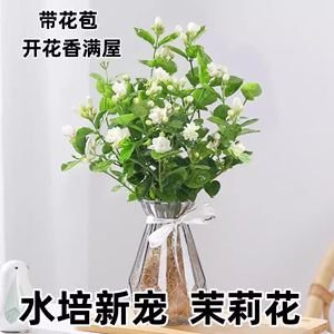 茉莉花苗盆栽带花苞水花卉植物室内花懒人花卉四季培开花驱蚊绿植