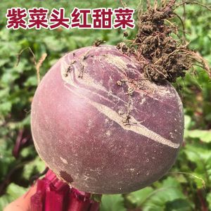 红甜菜种子农家紫菜头种子红菜头营养丰富榨汁生食红甜菜根菜种籽
