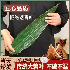 鲜粽叶真空特大粽叶传统箬叶包粽子专用湿粽子叶精挑非麻叶260g