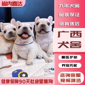 【广西犬舍】法斗幼犬法国斗牛犬纯种白蓝色法斗小型犬活体宠物狗